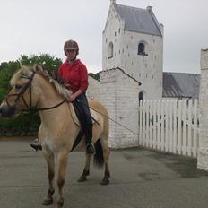 Fjordhest Cirkeline (nye billeder)