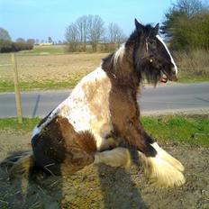 Irish Cob Pfuff    (Bandit<3)