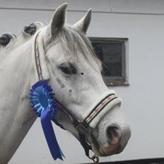 Welsh Pony (sec B) Jason