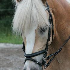 Tyroler Haflinger Aron II "BEBSEN"