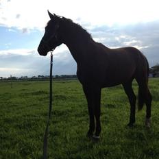 Anden særlig race Sir. Benji