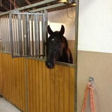 Anden særlig race Sir. Benji