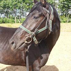 Anden særlig race Sir. Benji