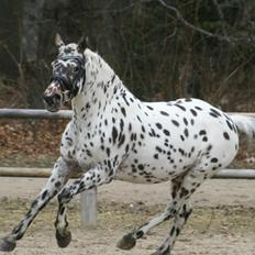 Knabstrupper Amigo (Bandit)