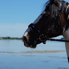 Anden særlig race Skonhøjs Special