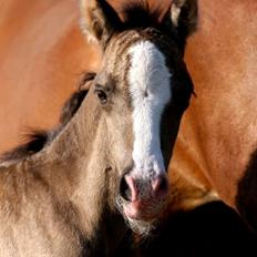 Welsh Pony af Cob-type (sec C) Fjordglimt Gangnam Style