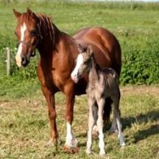 Welsh Pony af Cob-type (sec C) Fjordglimt Gangnam Style