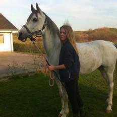 Arabisk fuldblod (OX) Sibar