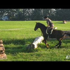 Anden særlig race Apollon (Red)