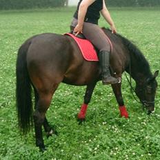 Anden særlig race Diablo