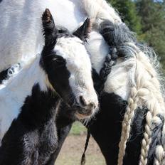 Tinker Nautrup's Sirene Aniona