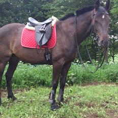 Traver New S (Daisy) R.I.P