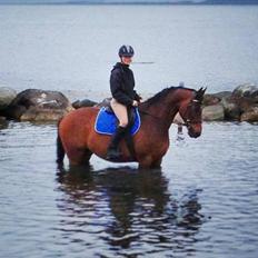 Dansk Varmblod Akeem Forever in my heart