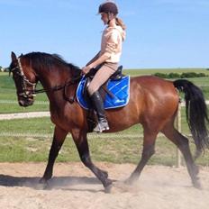 Dansk Varmblod Akeem Forever in my heart