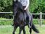 Lusitano Macho De José [Himmelhest]