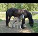 Irish Cob Grymyrs Riona av Totentinkers.