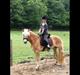 Tyroler Haflinger Fannie af Stenbek