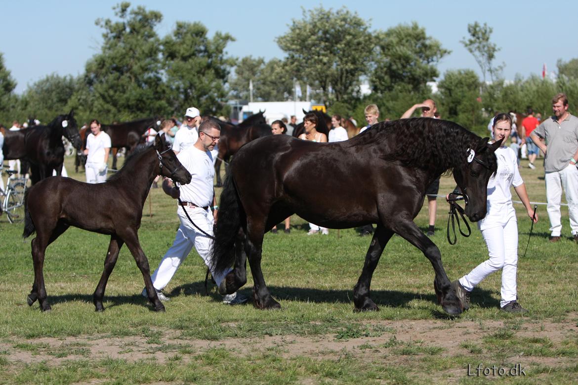 Frieser Almira von Inger-Marienlund - Landsskue 2008.. Almira som føl, - med hendes mor, Jewaline, foran sig.. billede 19