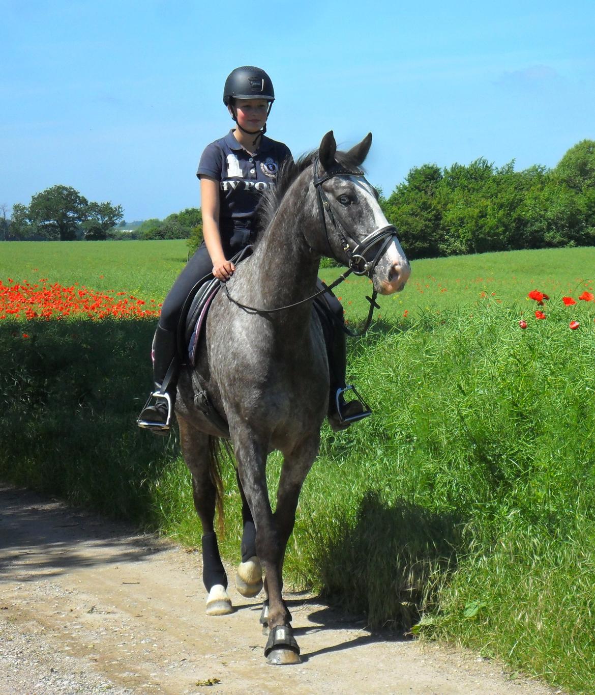 Knabstrupper Havens Bellis - Efter træning d. 17/6-13 billede 1