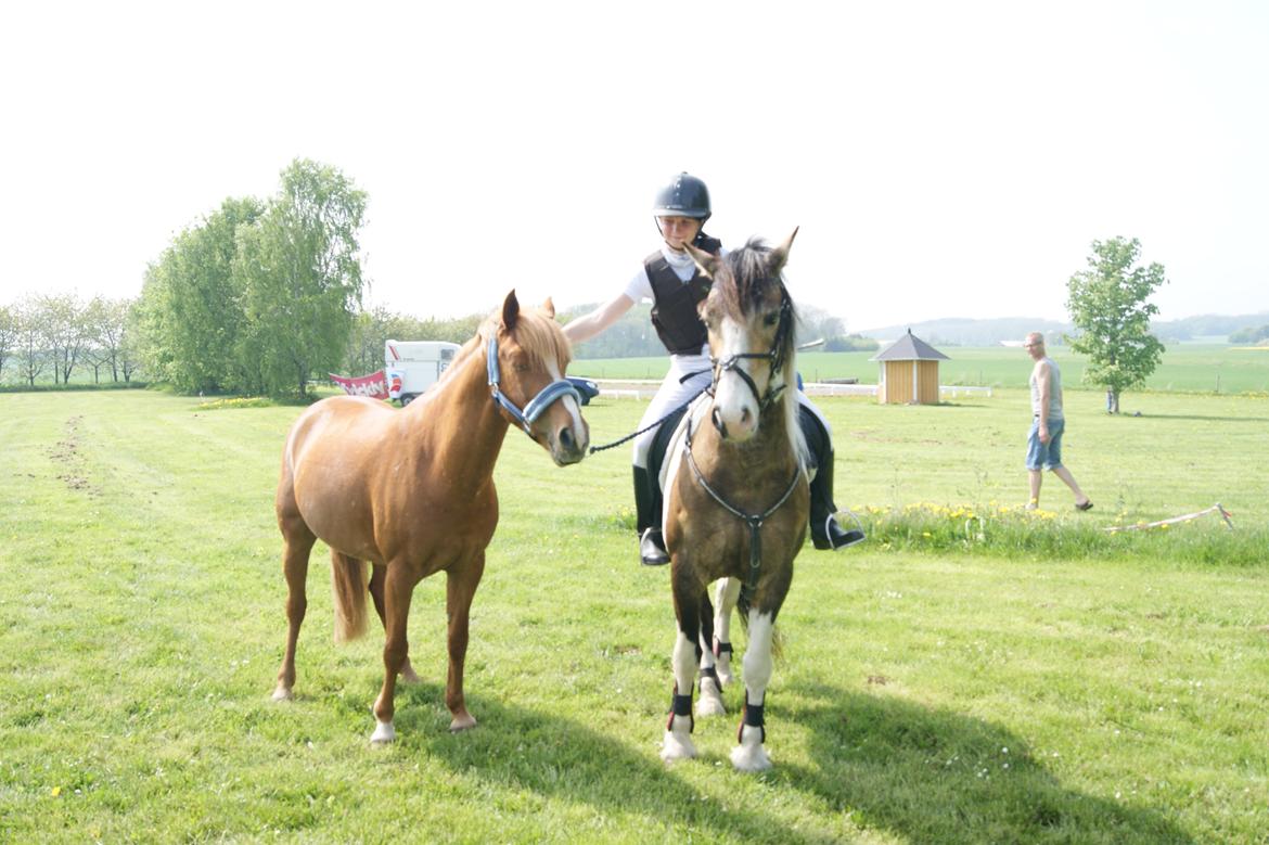 Anden særlig race maybe baby (låne pony) billede 14