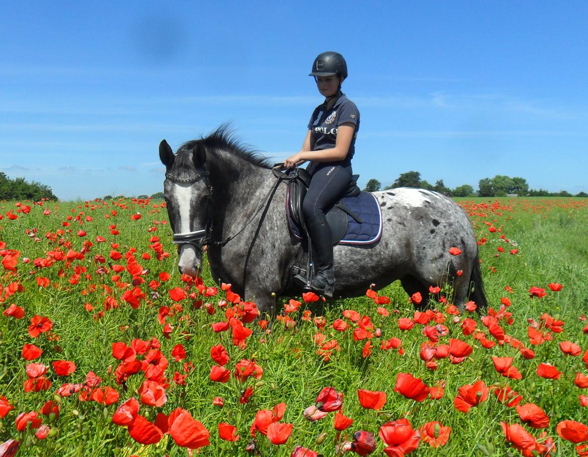 Knabstrupper Havens Bellis - Belle i valmuerne :-) billede 6