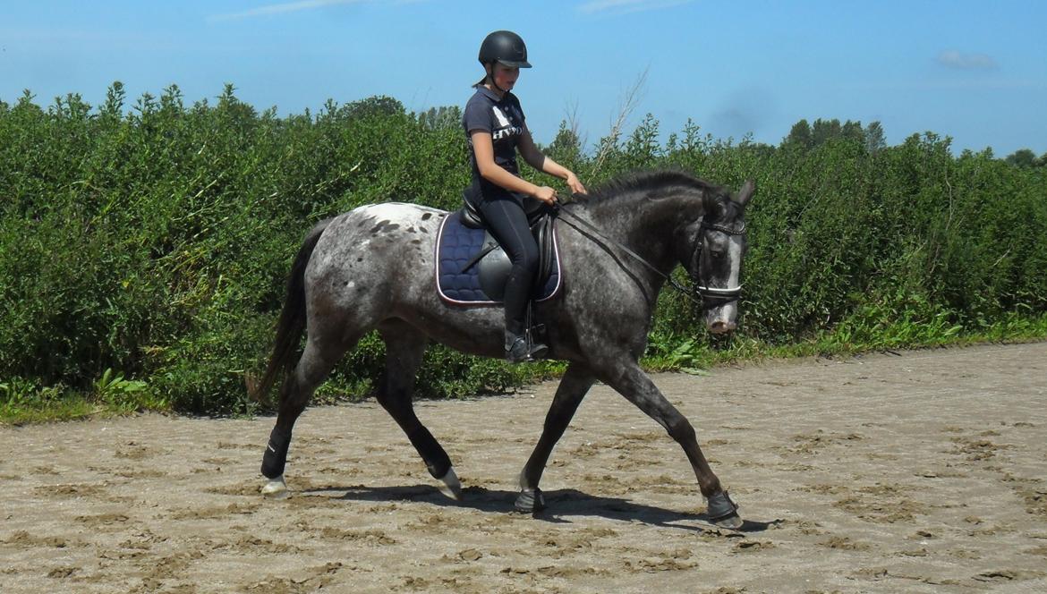 Knabstrupper Havens Bellis - Træning d. 17/6-13 billede 2