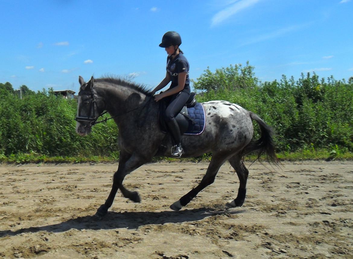 Knabstrupper Havens Bellis billede 12