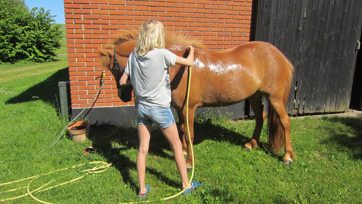 Islænder Svanni fra Begtrup billede 15