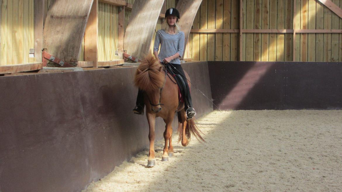 Islænder Svanni fra Begtrup billede 17