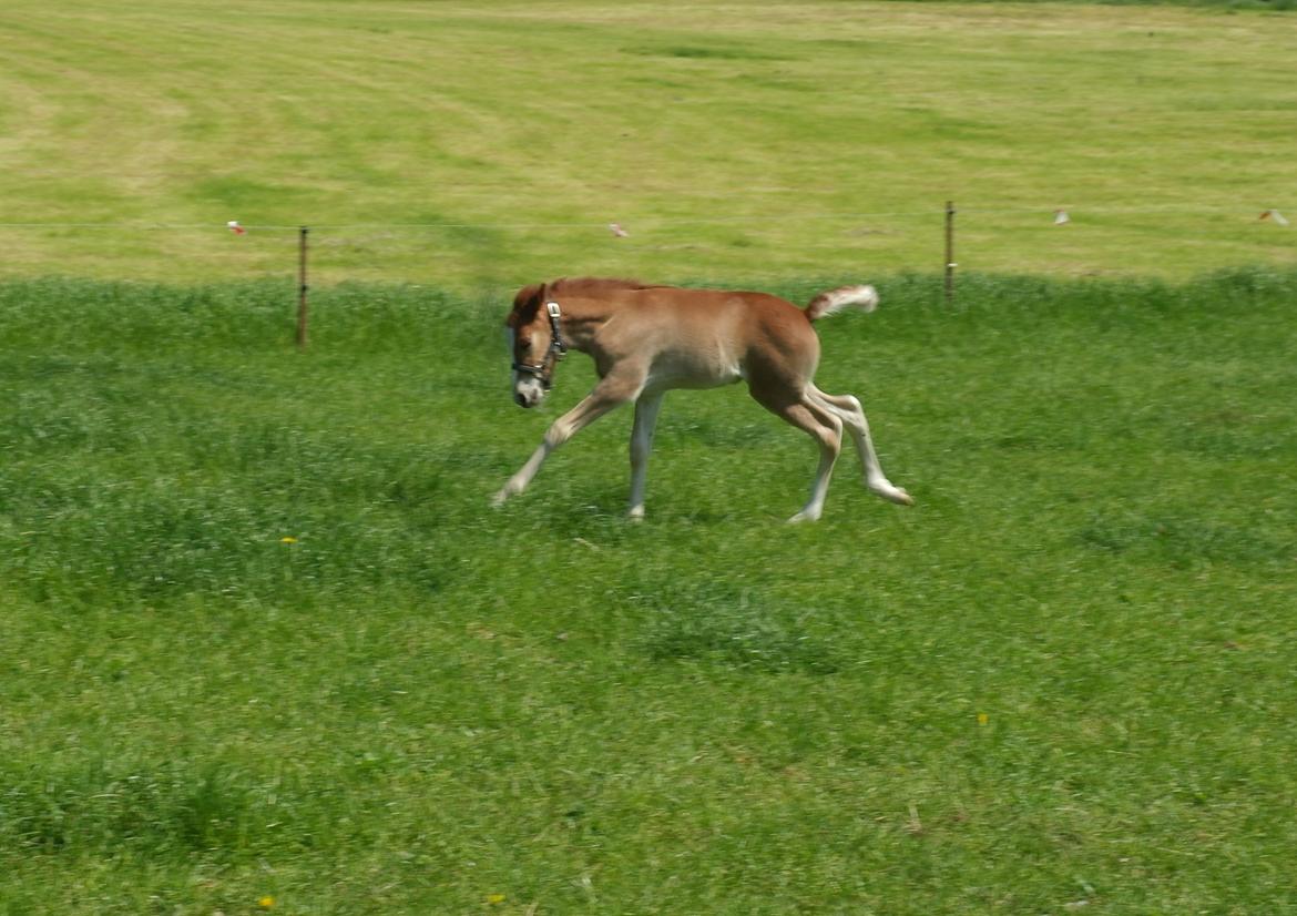 Aegidienberger Bertil billede 6