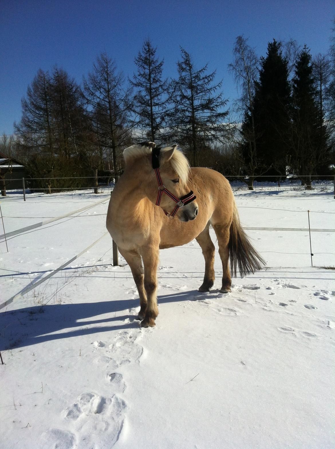 Fjordhest Refstrups Lucinda - Med en smule vinterpels 2012 :P -DET ER FORBUDT AT KOPIERER BILLEDERNE! billede 12