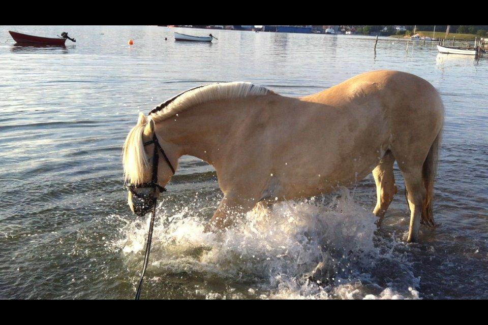 Fjordhest Refstrups Lucinda - Søhest? Der blev i hvert fald gravet huller. :D -DET ER FORBUDT AT KOPIERER BILLEDERNE! billede 3