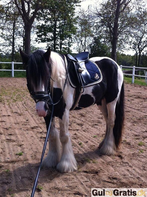 Irish Cob Columbus billede 1