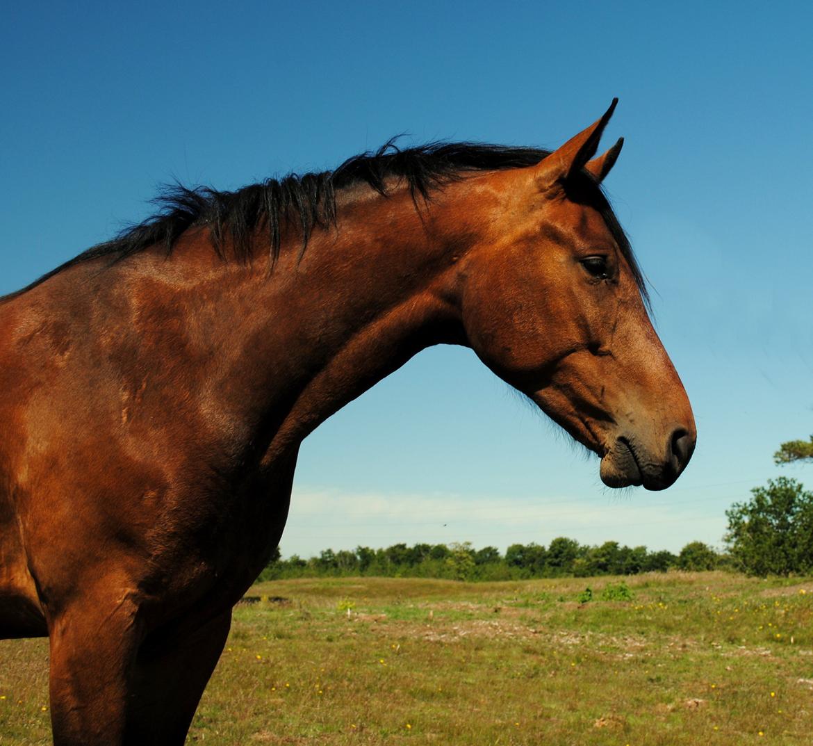 Anden særlig race Damtofts Valdemar - Flottefyr!
18/6 13 billede 6