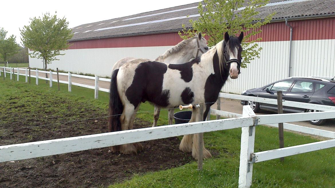 Irish Cob Columbus billede 2