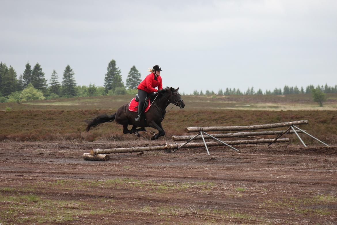 DSP Lille Asserholt Infinity - 16-06-2013 
hendes første jagt  billede 9