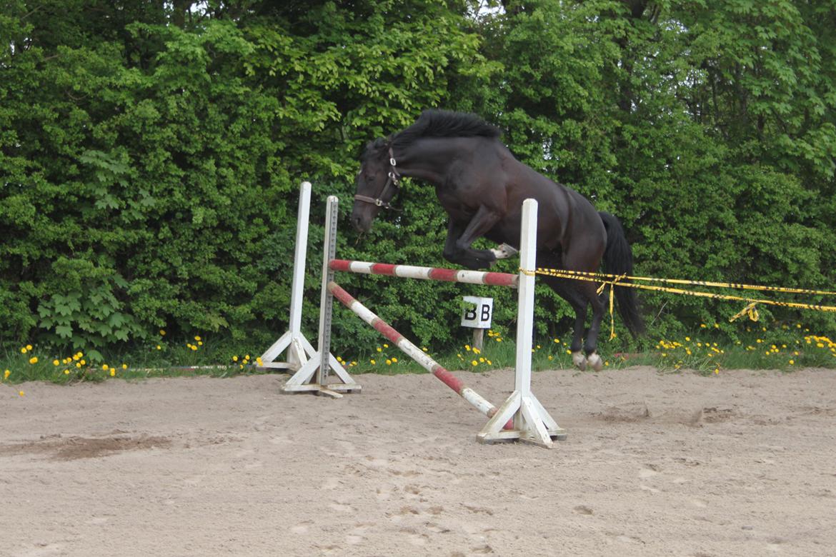 DSP Lille Asserholt Infinity - 19-05-2013 løsspringning.. 125 cm billede 10