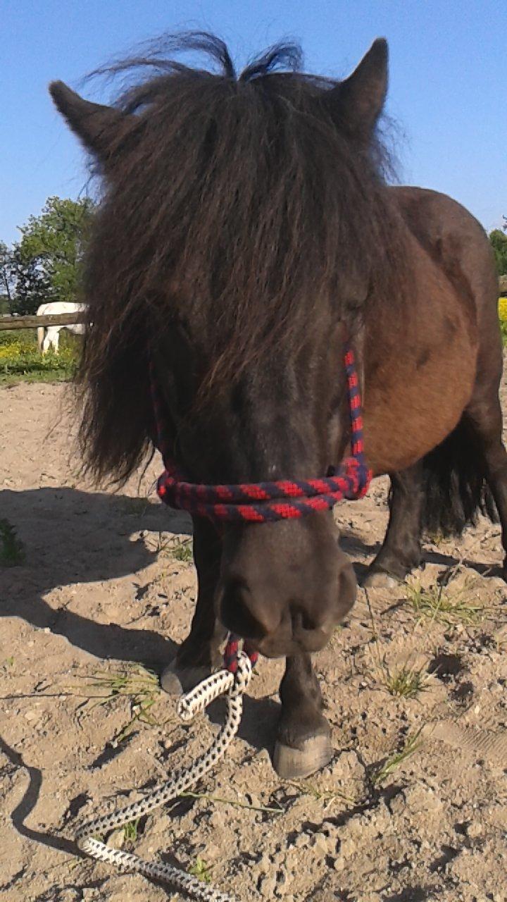 Shetlænder Sasha *min part* billede 1