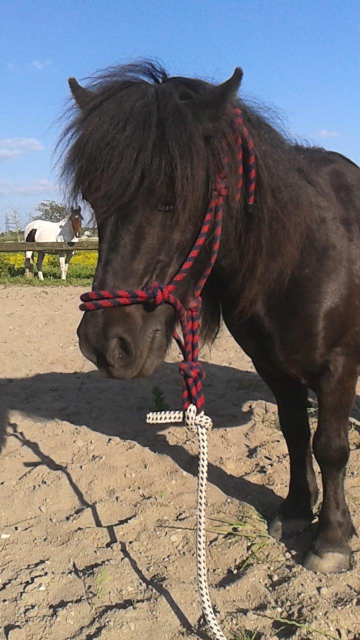 Shetlænder Sasha *min part* billede 2