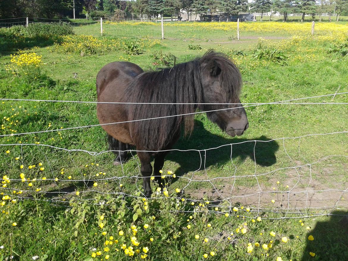 Shetlænder Sasha *min part* billede 3