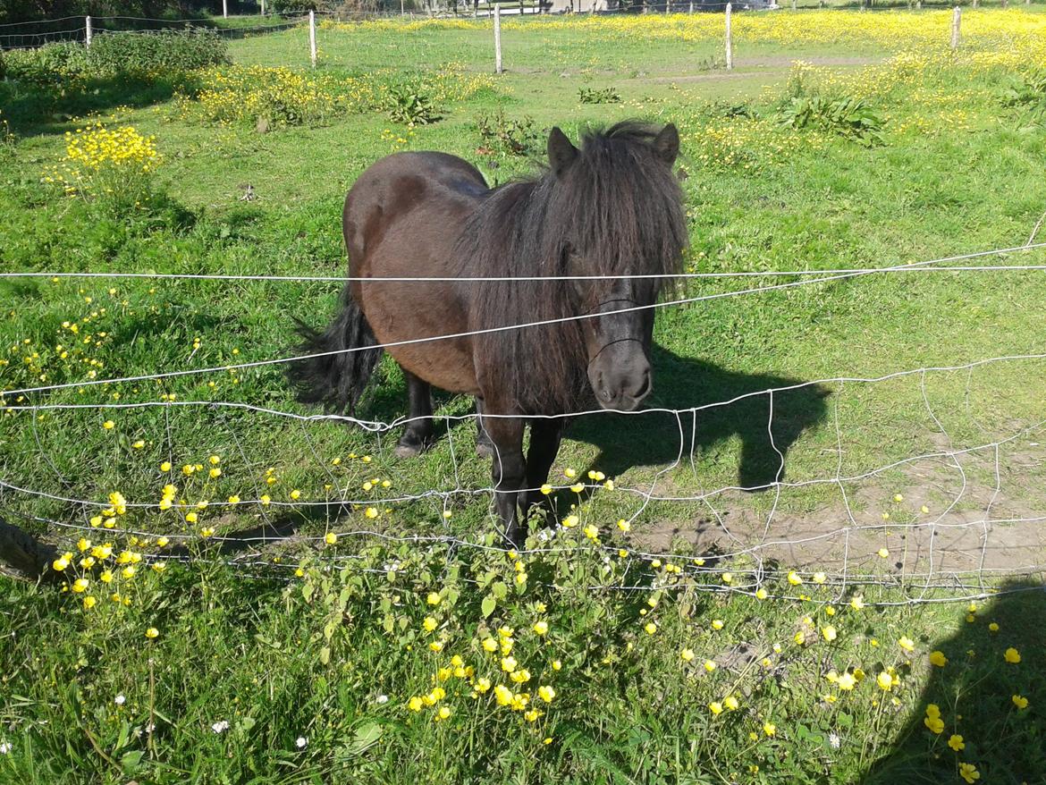 Shetlænder Sasha *min part* billede 4