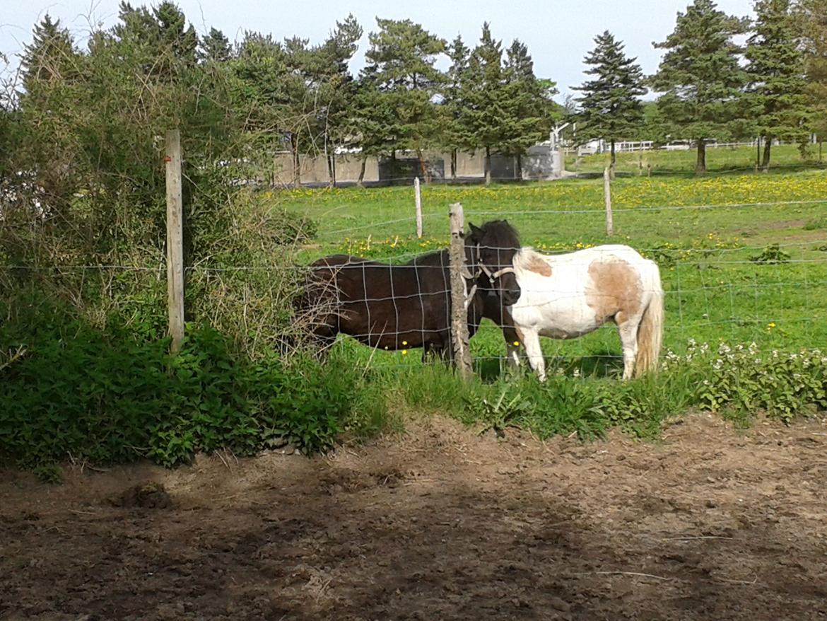 Shetlænder Sasha *min part* billede 5