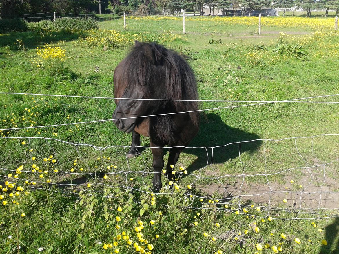 Shetlænder Sasha *min part* billede 6