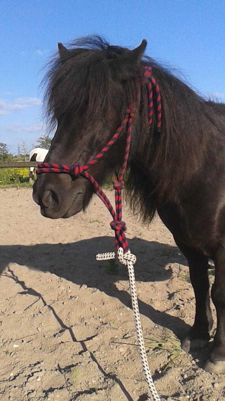 Shetlænder Sasha *min part* billede 7