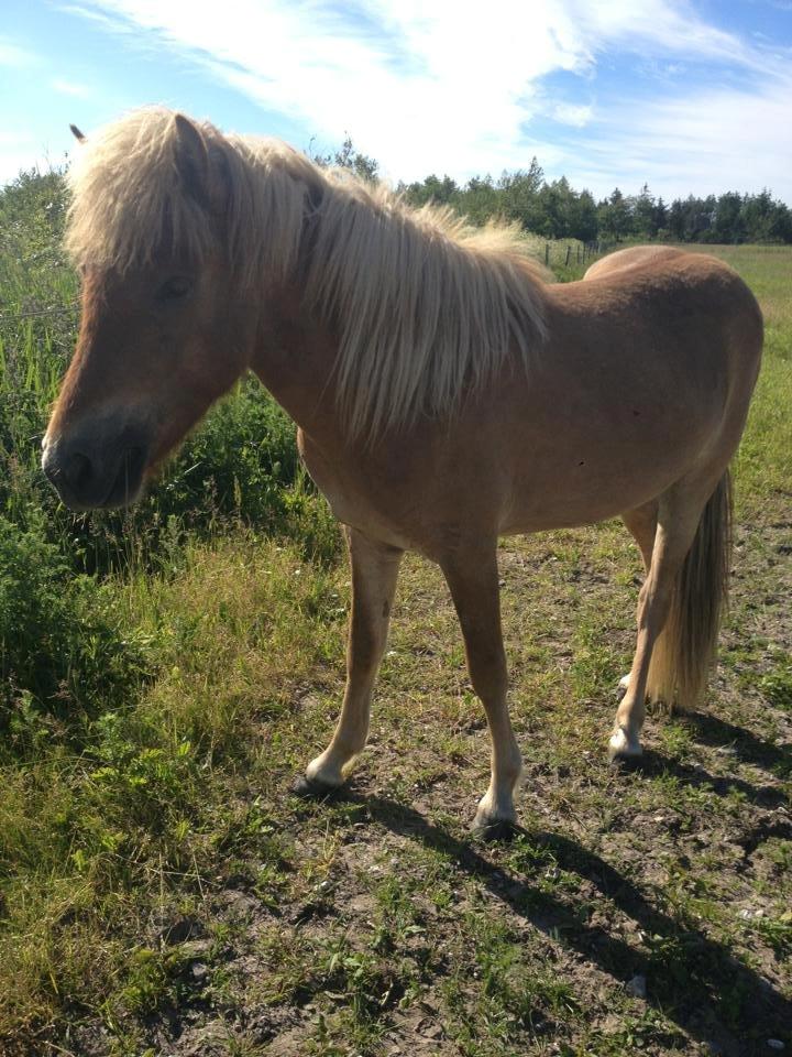 Islænder GULLVER  billede 5