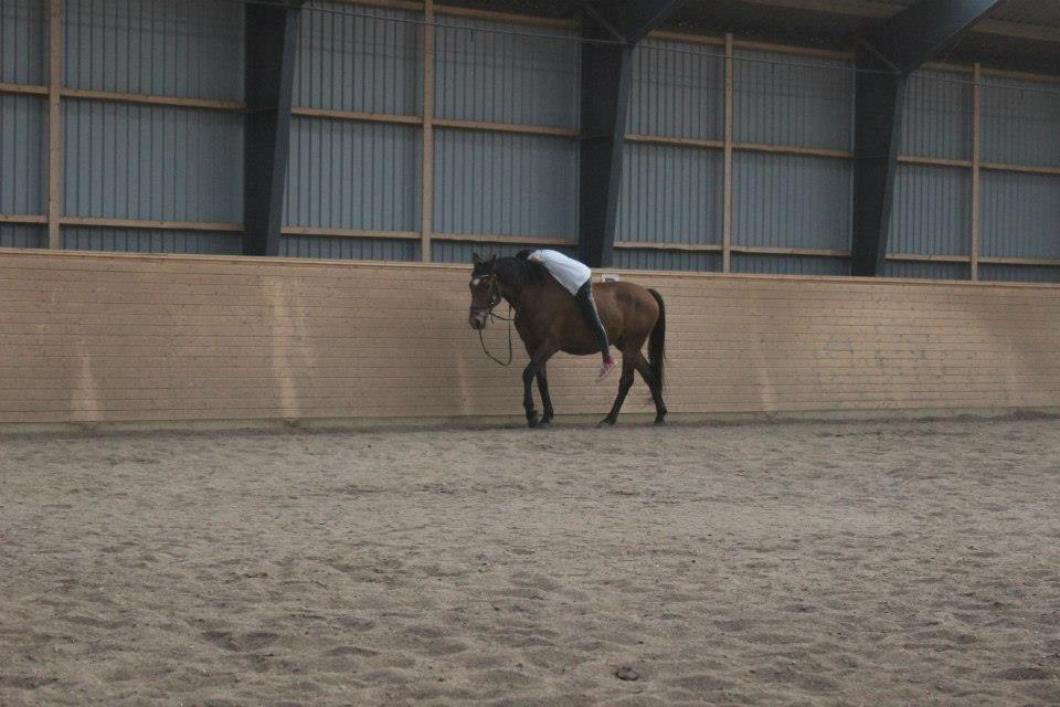 Anden særlig race Lacoste - Mor var ved at glide af i overgang til trav. Så jeg måtte lige stoppe :-) billede 14