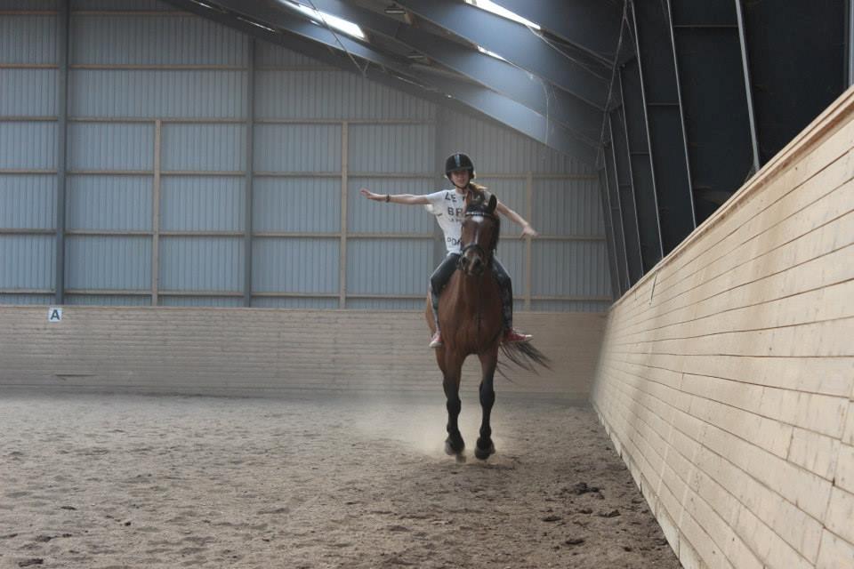 Anden særlig race Lacoste billede 16