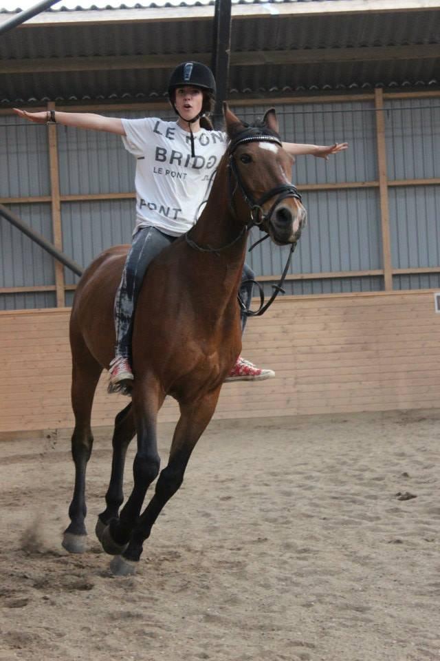 Anden særlig race Lacoste billede 17