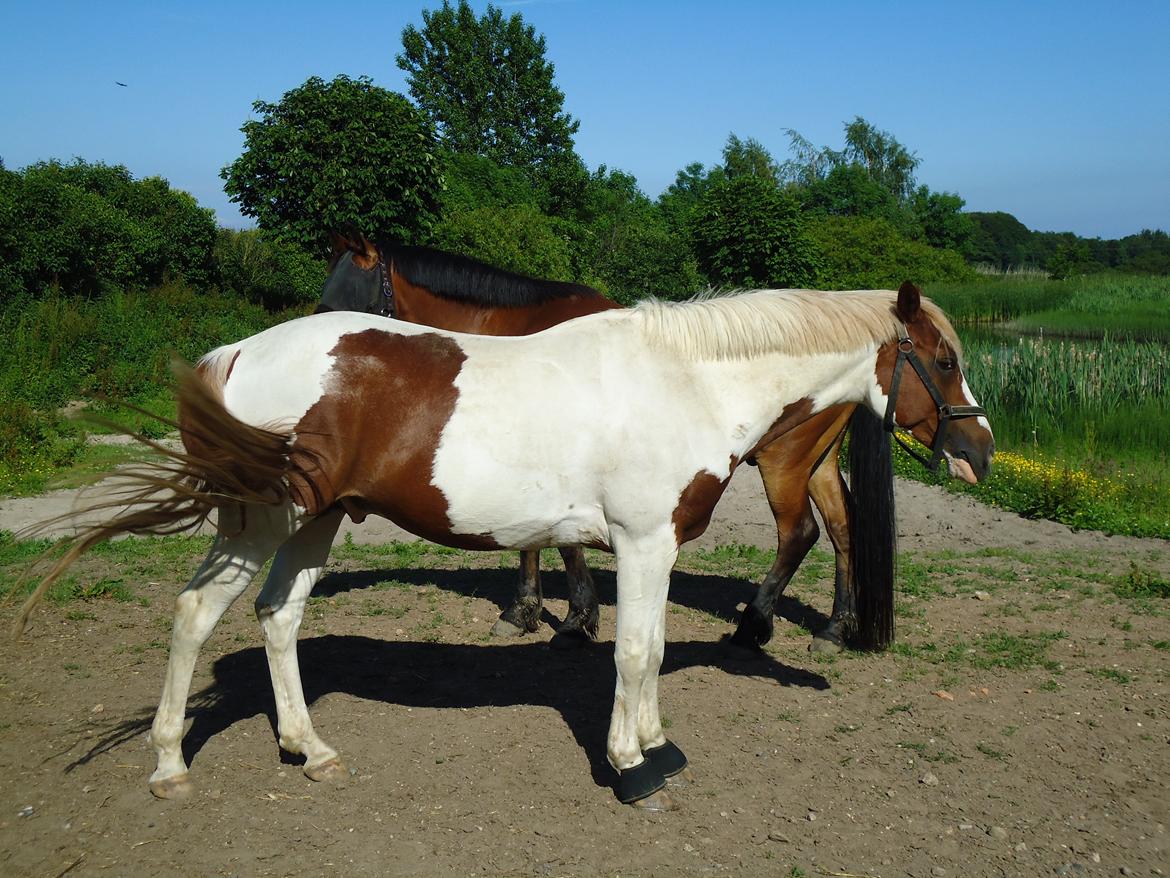 Pinto Araber Diablo (Den plettede!) billede 16