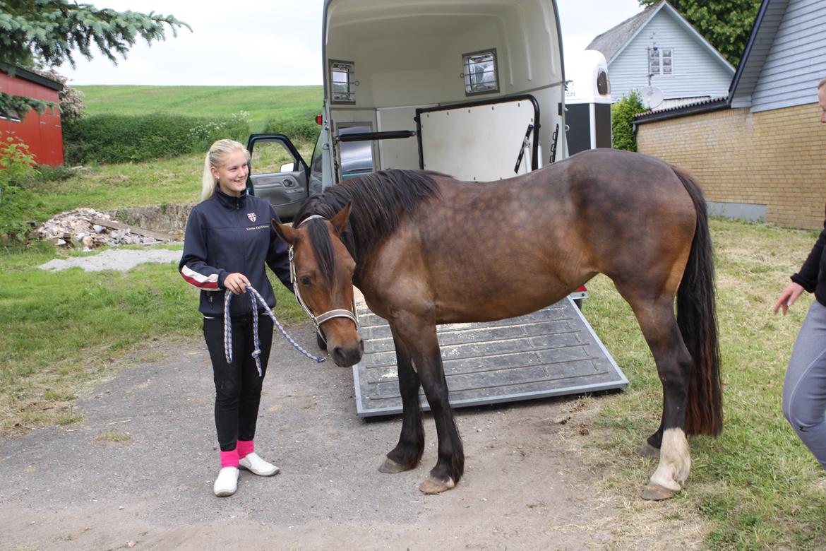 Welsh Cob (sec D) De Busies Bound for Glory billede 2